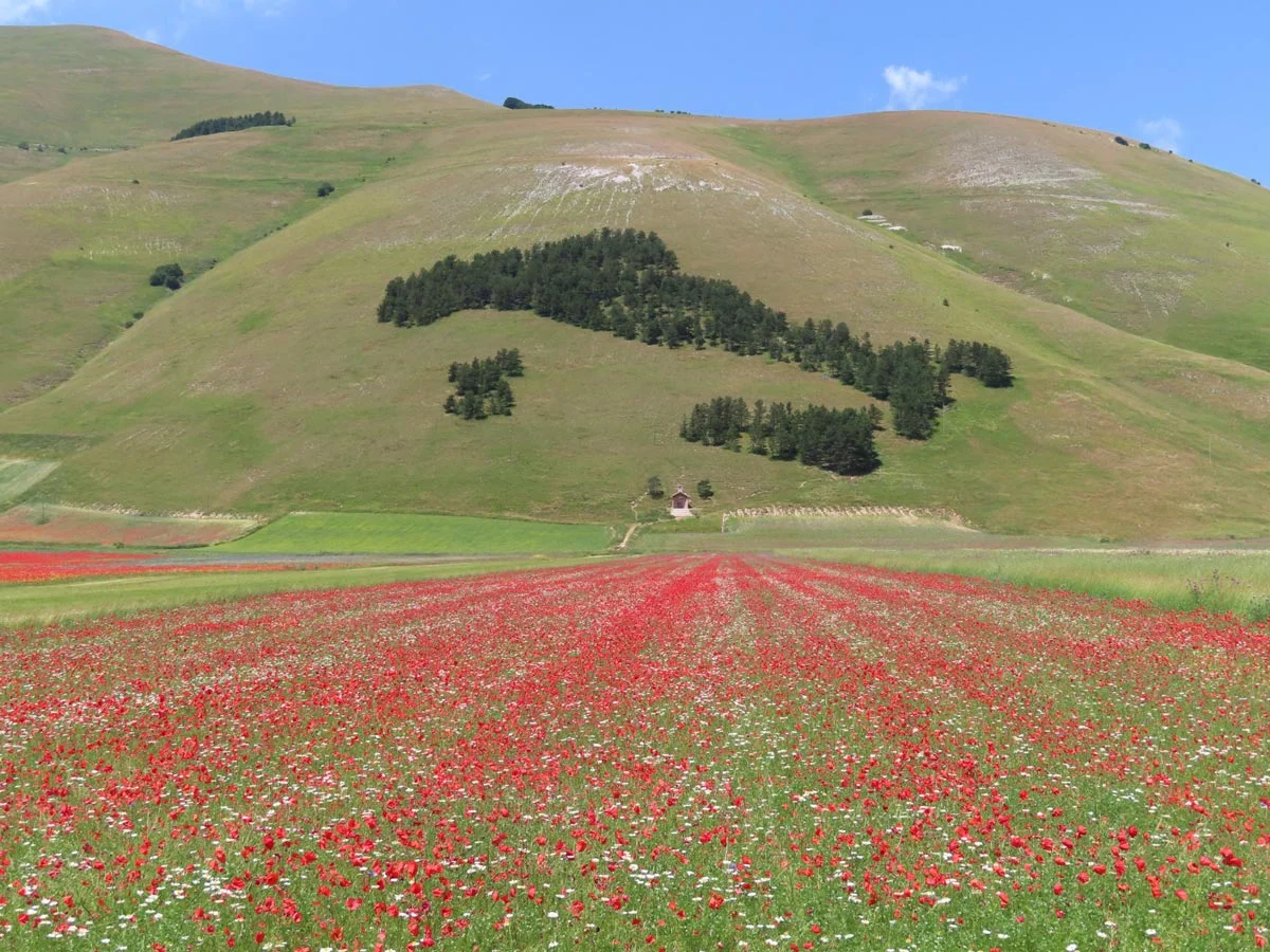 Castelluccio in fiore